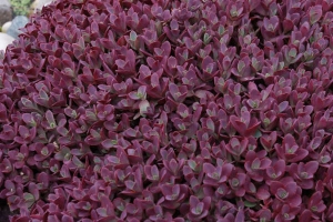 Sedum 'Firecracker'